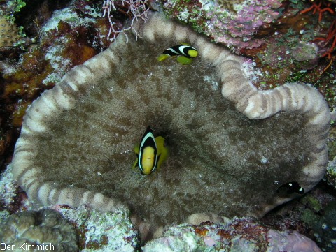 Cryptodendrum adhaesivum - Noppenrand-Anemone