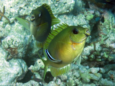 Siganus corallinus, Indischer Korallen-Kaninchenfisch