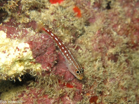 Helcogramma maldivensis, Malediven Dreiflossenschleimfisch