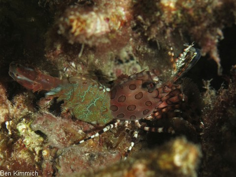 Saron marmoratus, Gemeine Marmorgarnele