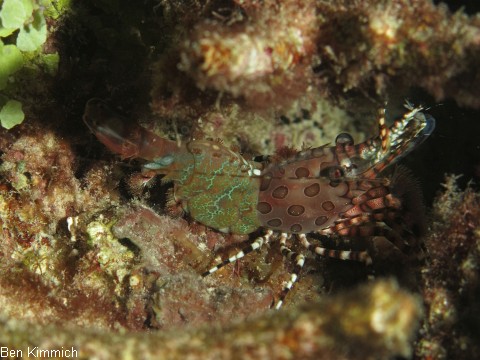 Saron marmoratus, Gemeine Marmorgarnele