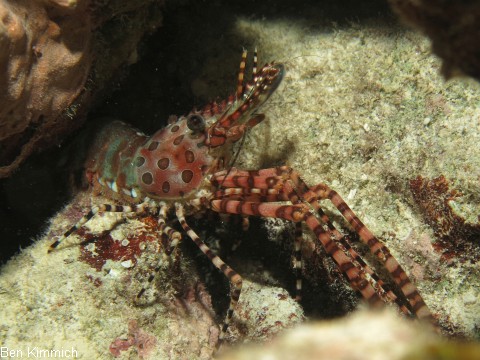 Saron marmoratus, Gemeine Marmorgarnele