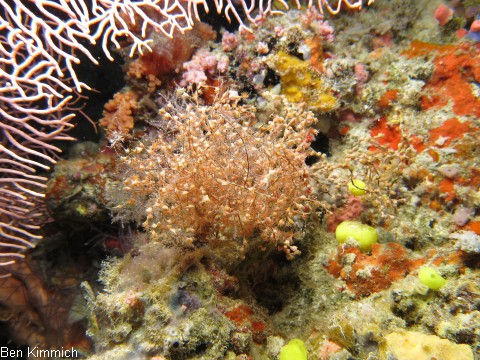 Antipathozoanthus remengesaui, Krustenanemone