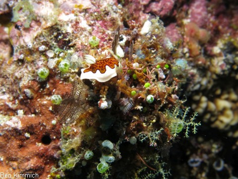 Goniobranchus gleniei, Glenie's Prachtsternschnecke