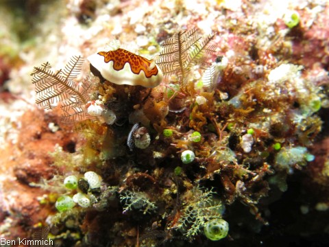 Goniobranchus gleniei, Glenie's Prachtsternschnecke