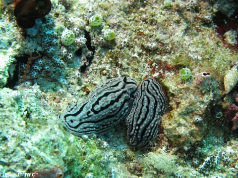 Phyllidiella zeylanica, Ceylon-Warzenschnecke