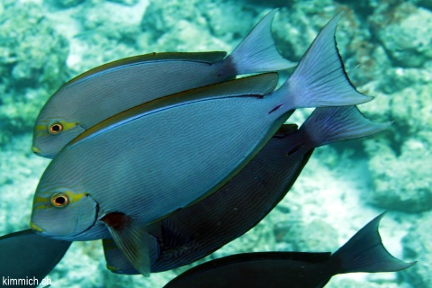 Acanthurus mata, Augenfleck-Doktorfisch