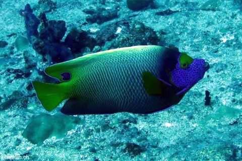 Pomacanthus xanthometopon, Blaukopf - Kaiserfisch