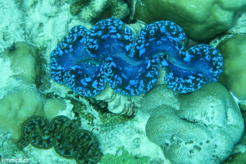 Tridacna, Riesenmuschel