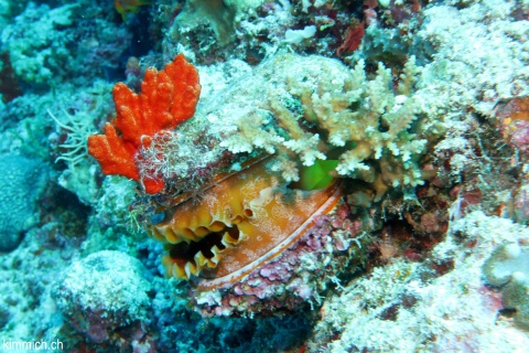 Spondylus varius, Stachelauster