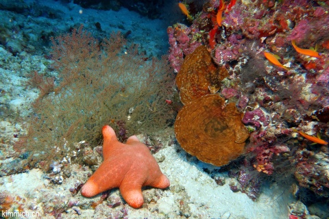 Choriaster granulatus, Walzenstern