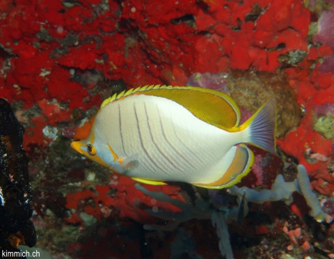 Chaetodon xanthocephalus, Gelbkopf-Falterfisch