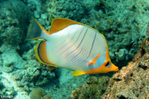 Chaetodon xanthocephalus, Gelbkopf-Falterfisch