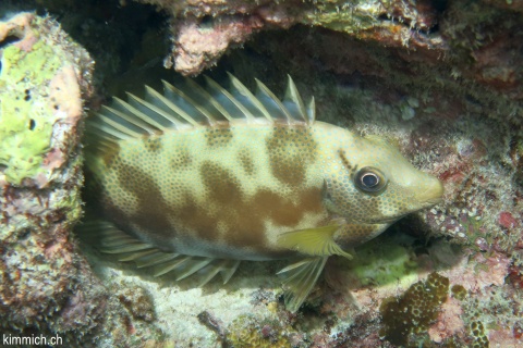 Siganus stellatus, Kaninchenfisch