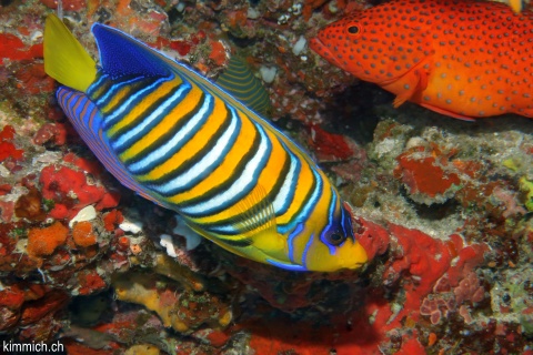 Apolemichthys trimaculatus, Dreipunkt-Rauchkaiserfisch