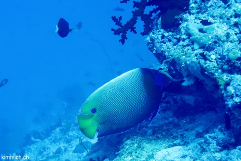 Pomacanthus xanthometopon, Blaukopf - Kaiserfisch