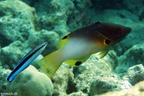 Bodianus axillaris, Achselfleck-Schweinslippfisch