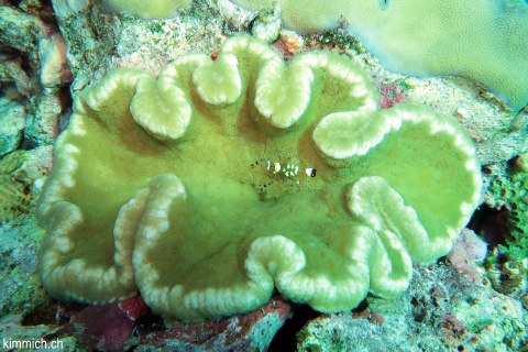 Ancylocaris brevicarpalis, Pfauenaugen-Anemonengarnele