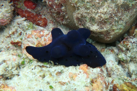 Coriocella hibyae, Samtschnecke oder Malediven-Schwammschnecke