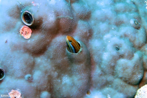 Plagiotremus ewaensis, Ewa-Fangzahnschleimfisch, Blau-Streifen-Säbelzahnschleimfisch