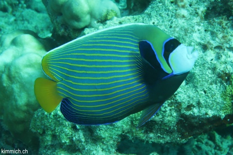 Pomacanthus imperator, Imperator Kaiserfisch