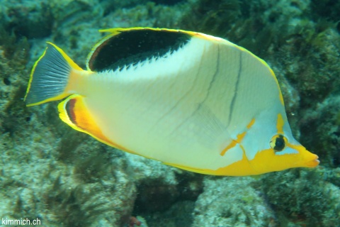 Chaetodon xanthocephalus, Gelbkopf-FalterfischxChaetodon ephippium, Sattelfleck-Falterfisch