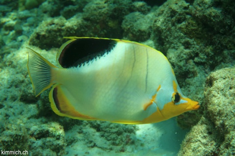 Chaetodon xanthocephalus, Gelbkopf-FalterfischxChaetodon ephippium, Sattelfleck-Falterfisch