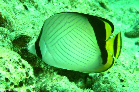 Chaetodon decussatus, Rauch-Falterfisch