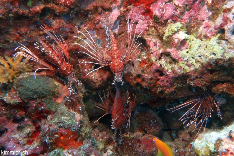 Pterois antennata, Antennen-Feuerfisch