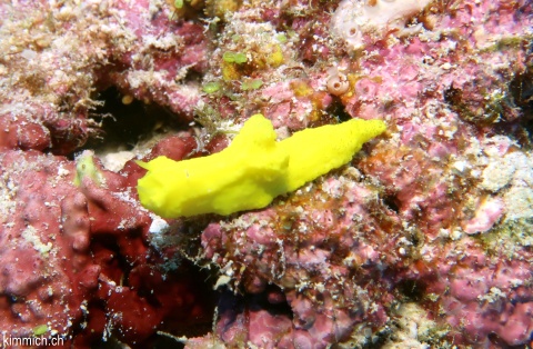 Notodoris citrina, Zitrusgelbe Notodoris