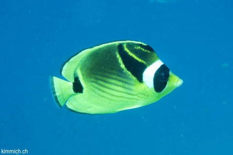 Chaetodon lunula, Mondischel-Falterfisch