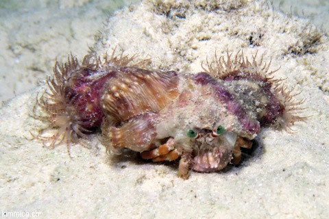 Dardanus deformis, Blasser Anemonen-Einsiedler