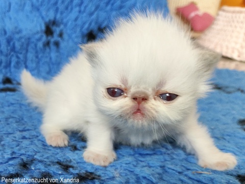 Perserkatzenzucht von Xandria