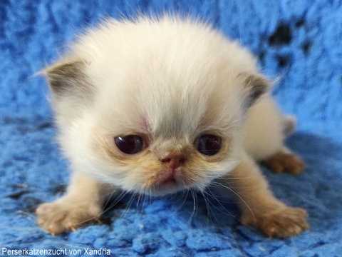 Perserkatzenzucht von Xandria