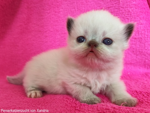 Perserkatzenzucht von Xandria