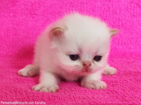 Perserkatzenzucht von Xandria