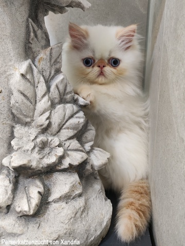 Perserkatzenzucht von Xandria