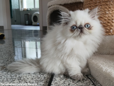 Perserkatzenzucht von Xandria