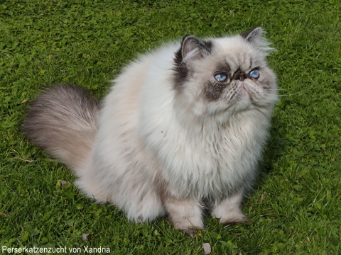 Perserkatzenzucht von Xandria