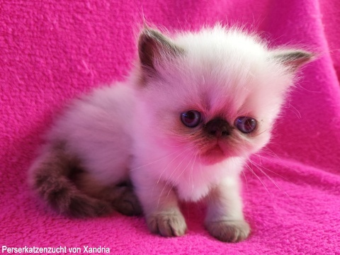 Perserkatzenzucht von Xandria
