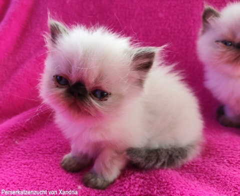 Perserkatzenzucht von Xandria