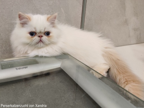 Perserkatzenzucht von Xandria