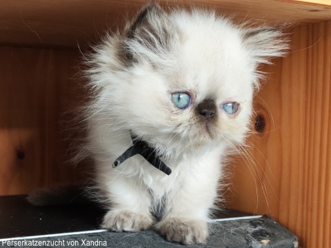 Perserkatzenzucht von Xandria