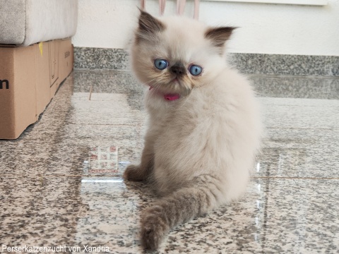 Perserkatzenzucht von Xandria